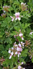 Pelargonium capitatum