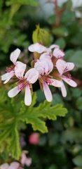 Pelargonium capitatum