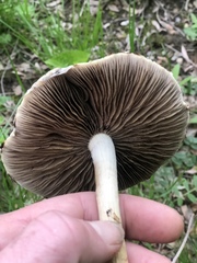 Agrocybe sororia