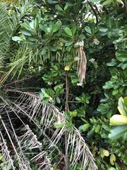 Psychotria obtusifolia image