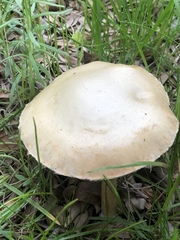 Agrocybe sororia