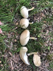 Agrocybe sororia