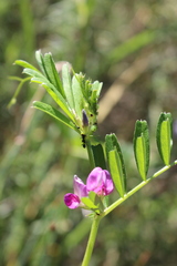 Megoura viciae