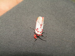 Trosia nigropunctigera