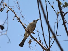 Pycnonotus sinensis hainanus