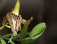 Graphium nomius