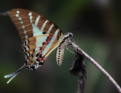 Graphium nomius