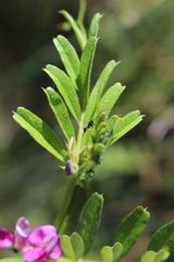 Megoura viciae