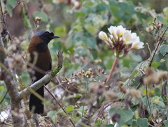 Pterorhinus chinensis monachus