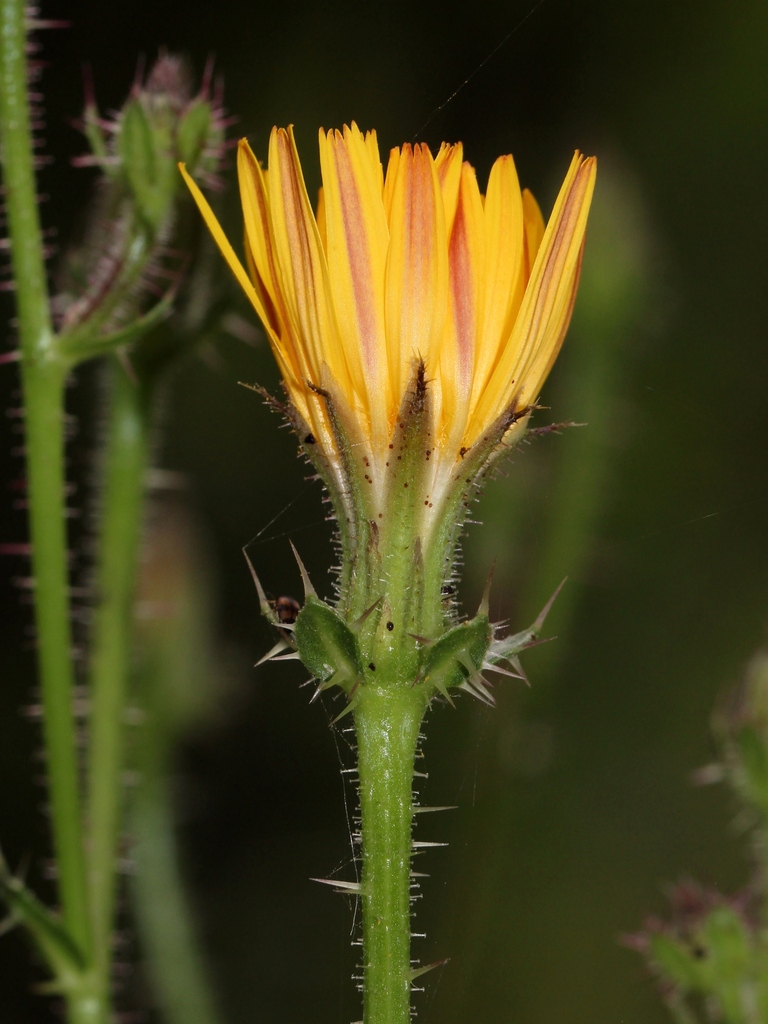 Helminthotheca spinosa