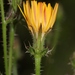 Helminthotheca spinosa - Photo (c) jmneiva, algunos derechos reservados (CC BY-NC), subido por jmneiva