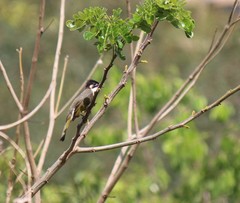 Pycnonotus sinensis hainanus