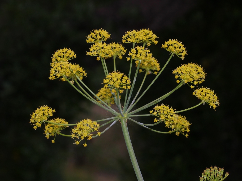 Thapsia foetida