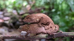 Uluguru Pygmy Chameleon photo 4