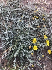 Thymophylla setifolia