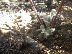 Oxalis pes-caprae sericea