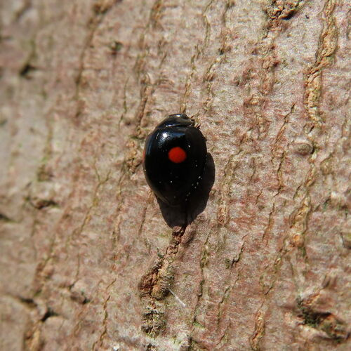 Twice-stabbed lady beetle