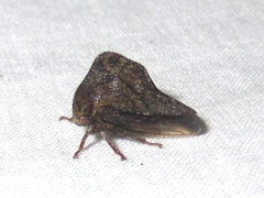 Telamona ampelopsidis