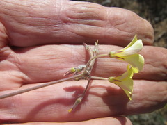 Oxalis pes-caprae sericea