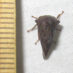 Telamona ampelopsidis