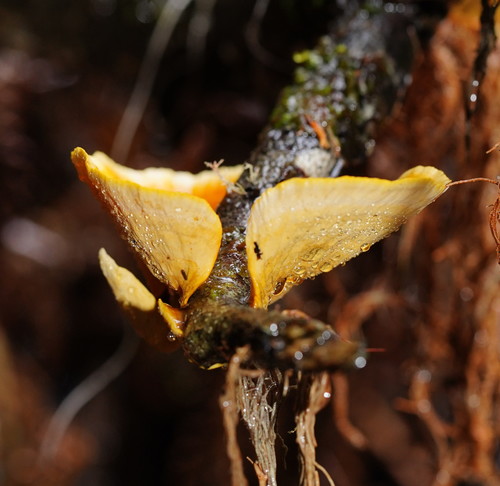 Stereum versicolor