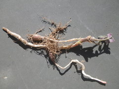 Oxalis pes-caprae sericea