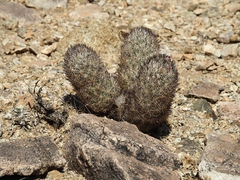 Escobaria alversonii