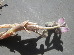 Oxalis pes-caprae sericea