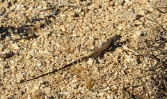 Aspidoscelis tigris tigris