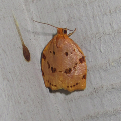 Archips rileyana