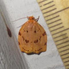 Archips rileyana