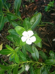 Catharanthus roseus image