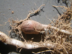 Oxalis pes-caprae sericea