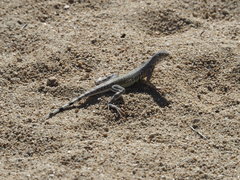 Callisaurus draconoides rhodostictus
