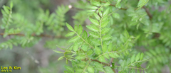 Zanthoxylum schinifolium