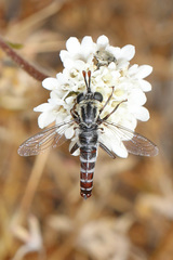 Pseudonomoneura micheneri