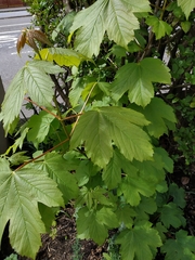 Acer pseudoplatanus