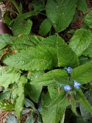Pentaglottis sempervirens