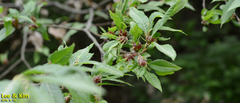Weigela subsessilis
