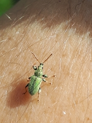 Phyllobius betulinus