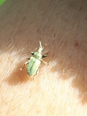 Phyllobius betulinus