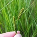 Carex haydenii - Photo (c) Erin Faulkner, alguns direitos reservados (CC BY-NC), uploaded by Erin Faulkner