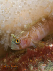 Yarrell's Blenny photo 4
