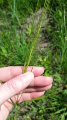 Hesperostipa spartea