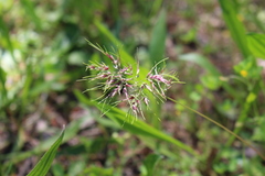 Poa bulbosa vivipara