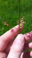 Juncus balticus littoralis