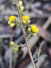 Marasmodes fasciculata