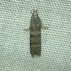 Ephestia columbiella