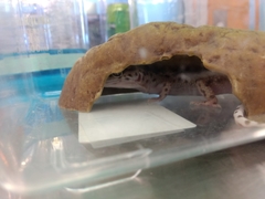 Eublepharis macularius