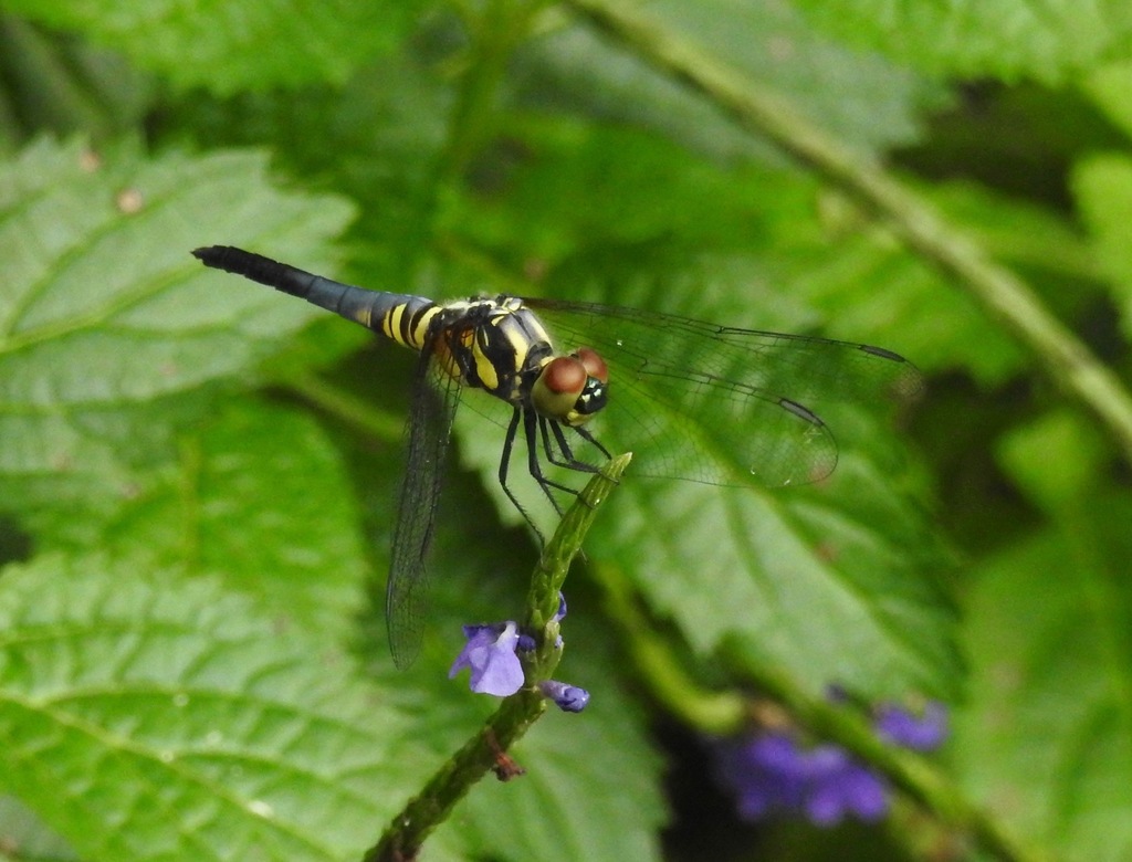 Oriental Blue Dasher